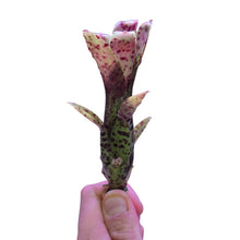 Carica l&#39;immagine nel visualizzatore di Gallery, Colorazione verde/gialla a puntini rossi per questa Neoregelia di piccole dimensioni. Per risultati ottimali, questa bromelia dovrebbe essere sempre posizionata sotto le nostre luci a LED Skylight. Ci vuole tempo perché si formino le propaggini alla base di questa bromelia.
