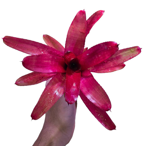 Colorazione rosso fuoco per questa Neoregelia di medie dimensioni. Per risultati ottimali, questa bromelia dovrebbe essere sempre posizionata sotto le nostre luci a LED Skylight. Ci vuole tempo perché si formino le propaggini alla base di questa bromelia.