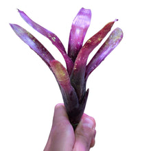 Carica l&#39;immagine nel visualizzatore di Gallery, Colorazione particolare viola/verde per questa Neoregelia di medie dimensioni. Per risultati ottimali, questa bromelia dovrebbe essere sempre posizionata sotto le nostre luci a LED Skylight. Ci vuole tempo perché si formino le propaggini alla base di questa bromelia.
