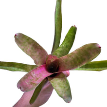 Carica l&#39;immagine nel visualizzatore di Gallery, Colorazione particolare rosa verde per questa Neoregelia di grandi dimensioni. Per risultati ottimali, questa bromelia dovrebbe essere sempre posizionata sotto le nostre luci a LED Skylight. Ci vuole tempo perché si formino le propaggini alla base di questa bromelia.
