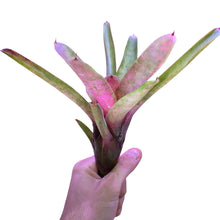 Carica l&#39;immagine nel visualizzatore di Gallery, Colorazione particolare rosa verde per questa Neoregelia di grandi dimensioni. Per risultati ottimali, questa bromelia dovrebbe essere sempre posizionata sotto le nostre luci a LED Skylight. Ci vuole tempo perché si formino le propaggini alla base di questa bromelia.
