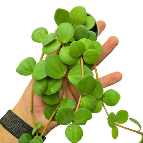 Un’elegante pianta da collezione, la Peperomia tetraphylla ‘Hope’ è una specie tropicale ornamentale molto apprezzata per il suo portamento compatto e le foglie carnose, tonde e decorative. Originaria delle foreste dell’America Centrale e del Sud, in natura cresce come epifita su tronchi e rami, traendone supporto senza danneggiarli.