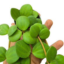 Carica l&#39;immagine nel visualizzatore di Gallery, Un’elegante pianta da collezione, la Peperomia tetraphylla ‘Hope’ è una specie tropicale ornamentale molto apprezzata per il suo portamento compatto e le foglie carnose, tonde e decorative. Originaria delle foreste dell’America Centrale e del Sud, in natura cresce come epifita su tronchi e rami, traendone supporto senza danneggiarli.
