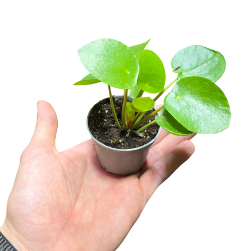 La Pilea peperomioides, conosciuta anche come pianta delle monete cinesi o pianta del missionario, è una pianta d'appartamento e terrario molto apprezzata per il suo aspetto unico e la sua facilità di cura. 