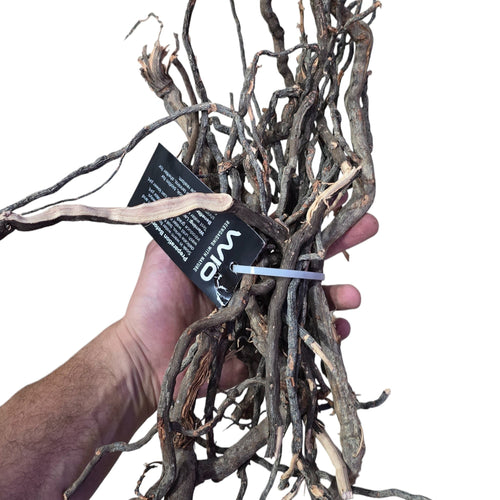 Aggiungi bellezza naturale e dettagli intricati al tuo acquario, paludario o terrario con Elder Roots! Le nostre radici sono disponibili in una gamma di dimensioni da sottili a molto sottili, consentendo dettagli estremamente elevati nelle tue creazioni ispirate alla natura. Realizzate con vere radici di alberi che sono state trattate termicamente e disidratate, queste radici sono resistenti e di lunga durata. Per ripristinare la loro flessibilità, è sufficiente immergerli in acqua per 24 ore prima dell'uso