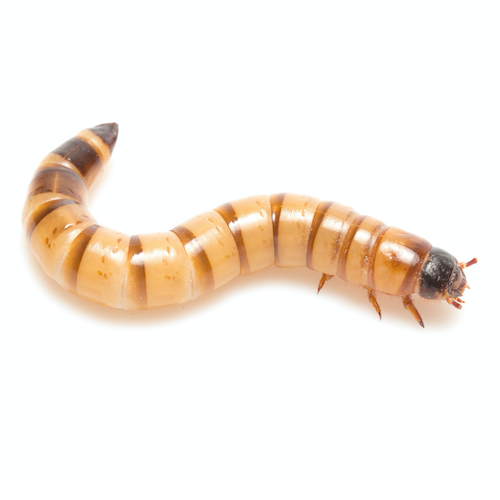 Zophobas morio, grossa larva di coleottero adatta a rettili di dimensioni medio-grandi.