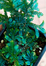 Load image into Gallery viewer, La Selaginella uncinata è una pianta terrestre imparentata con le felci, originaria della Cina. Con portamento strisciante e tappezzante, ha una crescita rapida. Le sue foglie sono di un verde intenso con sfumature blu cangianti. La tonalità e l&#39;intensità del blu dipenderanno dalla quantità di luce che riceve, ama molto l&#39;umidità e il clima caldo si consiglia la coltivazione in terrari o serre.
