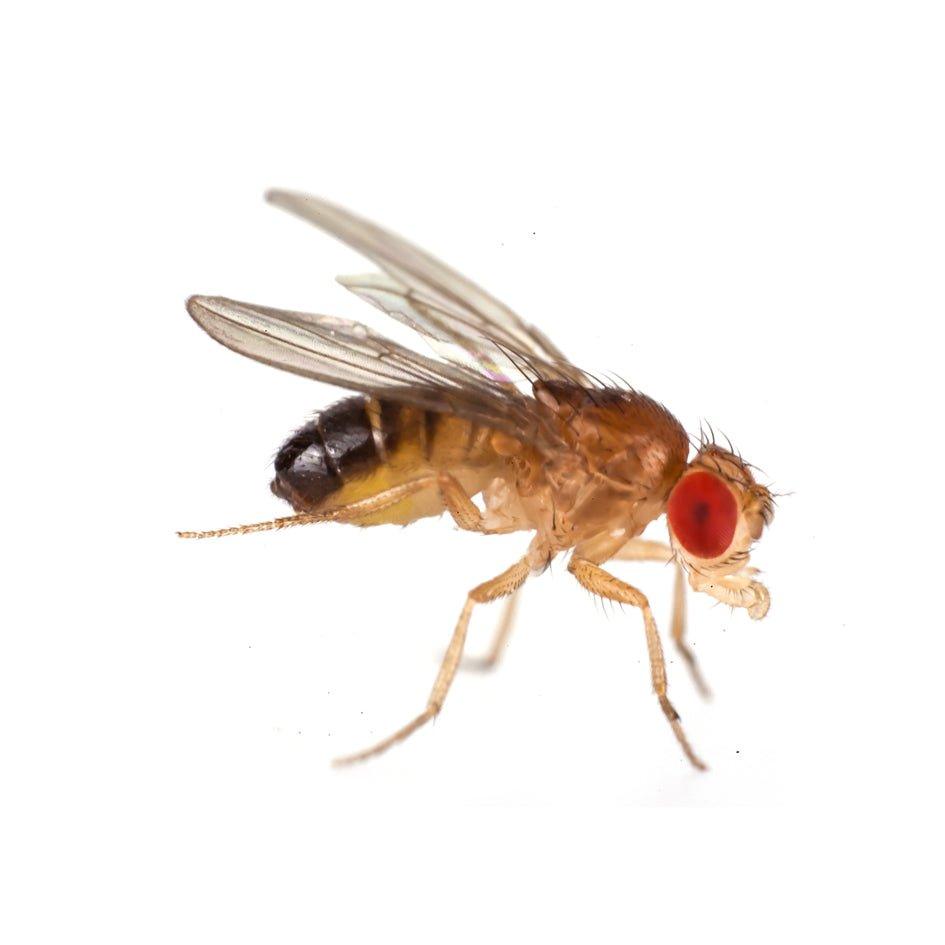 Le Drosophila, comunemente note come moscerini della frutta, sono un genere appartenente all' ordine dei Ditteri (Diptera) che, grazie alla relativa facilità di mantenimento, riproduzione ed all' alta prolificità, si è largamente diffuso in terraristica come cibo vivo: le loro ridotte dimensioni, unite al notevole contenuto proteico