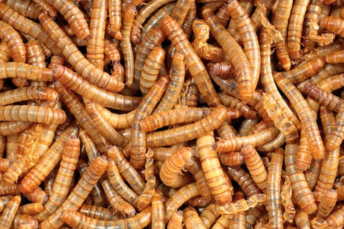 Tarme della farina (Tenebrio molitor), larve di coleottero ottime come supplemento all'alimentazione dei vostri rettili e anfibi. Resistenti, senza sgradevoli odori, movimenti lenti. 