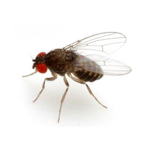 Le Drosophila, comunemente note come moscerini della frutta, sono un genere appartenente all' ordine dei Ditteri (Diptera) che, grazie alla relativa facilità di mantenimento, riproduzione ed all' alta prolificità, si è largamente diffuso in terraristica come cibo vivo: le loro ridotte dimensioni, unite al notevole contenuto proteico